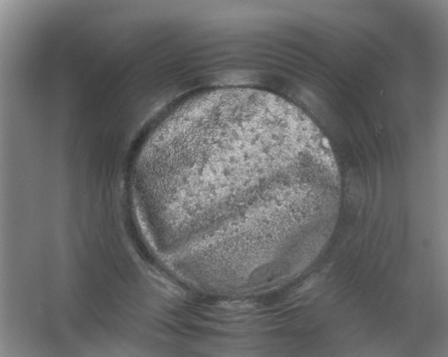 X0000067000351200604142305