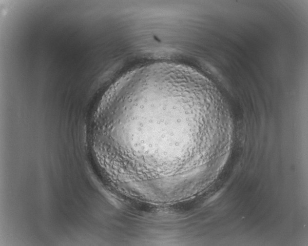 X0000067000589200604142301