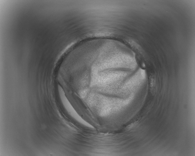 X0000067000684200604142259