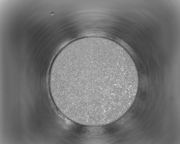 X0000067000856200604142257