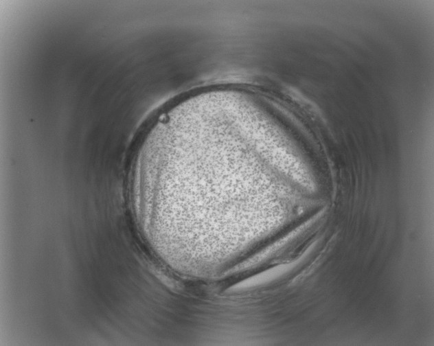 X0000067001166200604142251