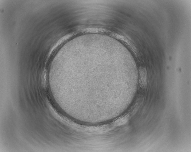 X0000067000016200604241416