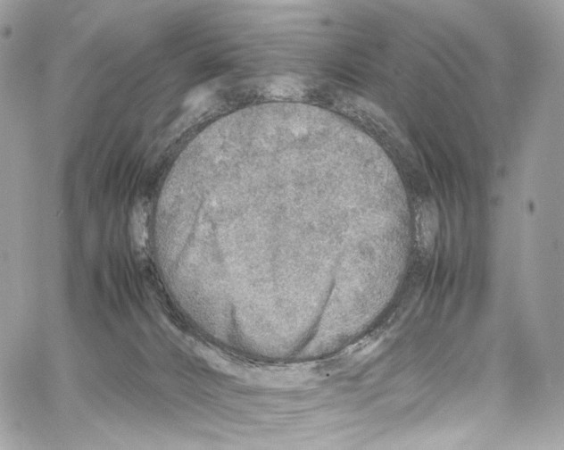 X0000067000032200604241416