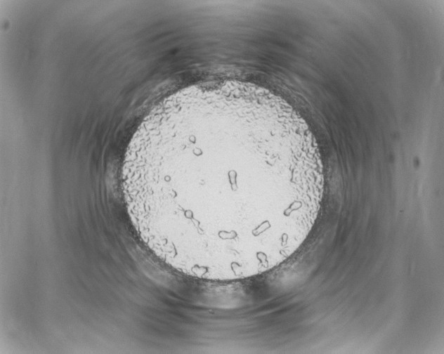 X0000067000185200604241414