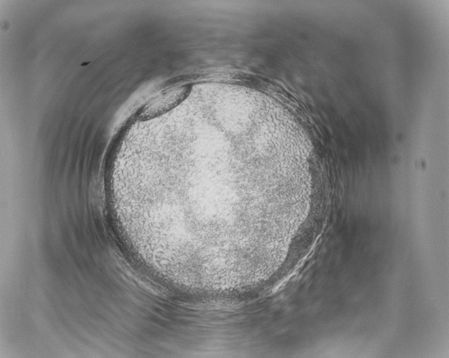 X0000067000198200604241413