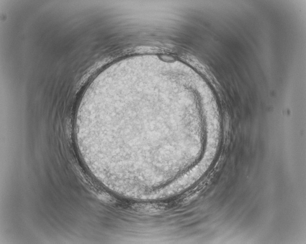 X0000067000297200604241411