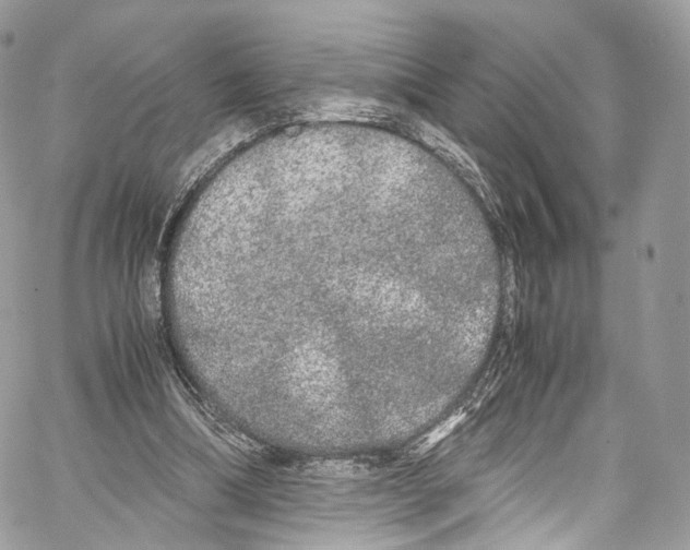 X0000067000298200604241411