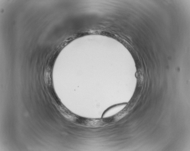 X0000067000527200604241407