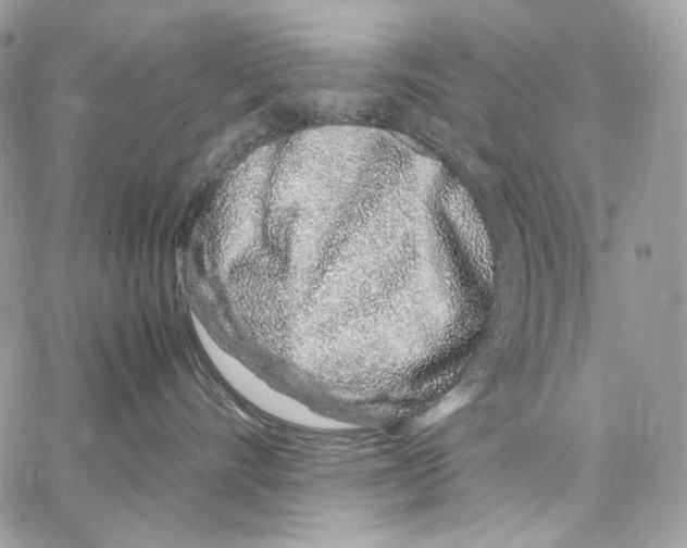 X0000067000528200604241407