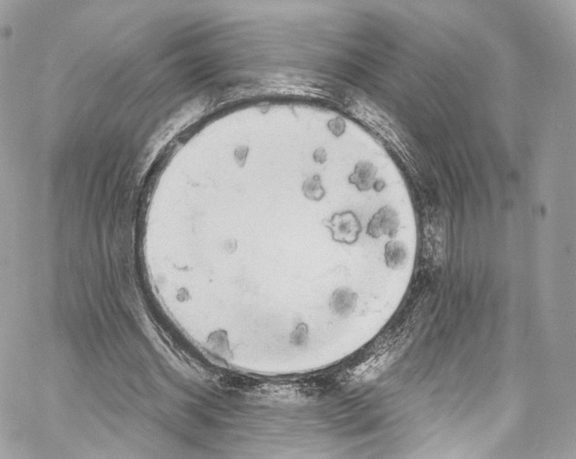 X0000067000534200604241407