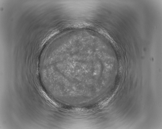 X0000067000585200604241406