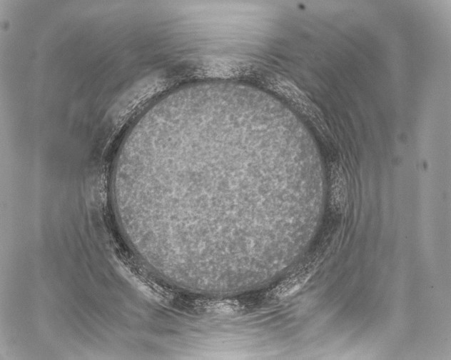 X0000067000683200604241405