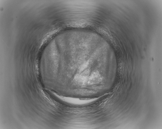 X0000067000688200604241405