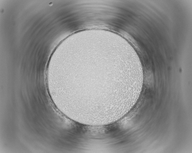 X0000067000856200604241402