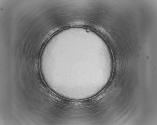 X0000067001217200604241356