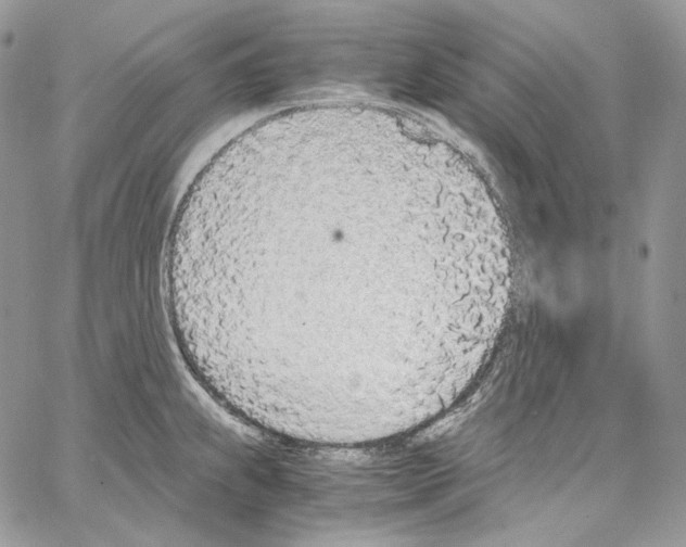 X0000067001239200604241356