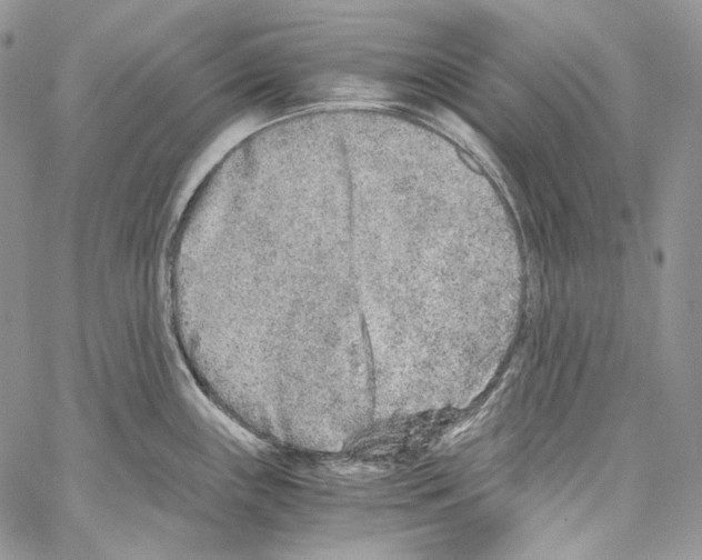 X0000067001243200604241356