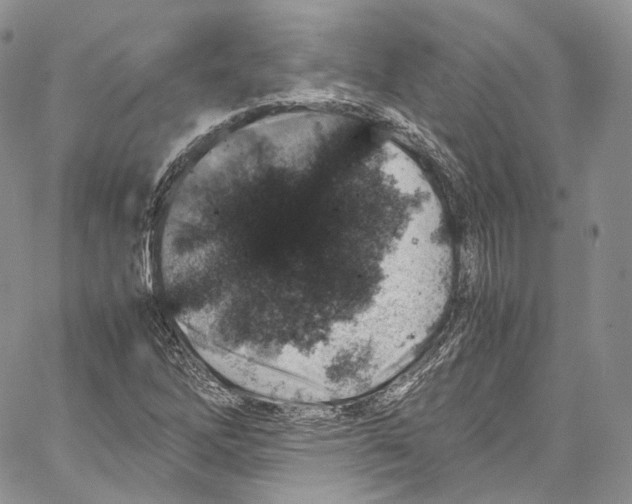 X0000067001262200604241355