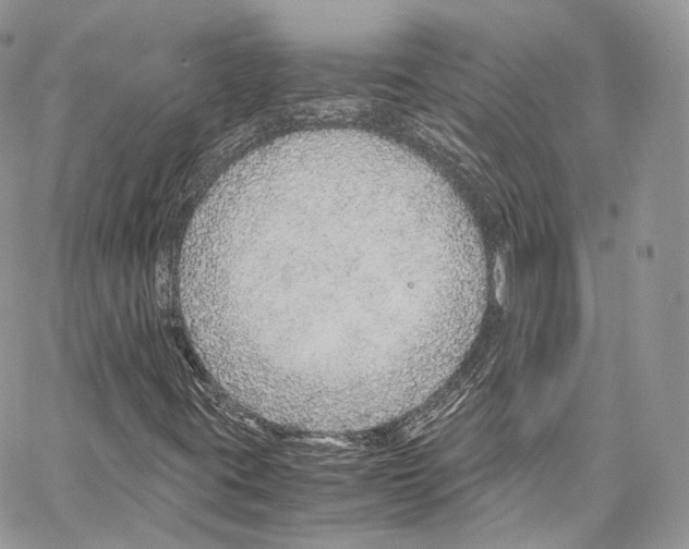 X0000067001395200604241352