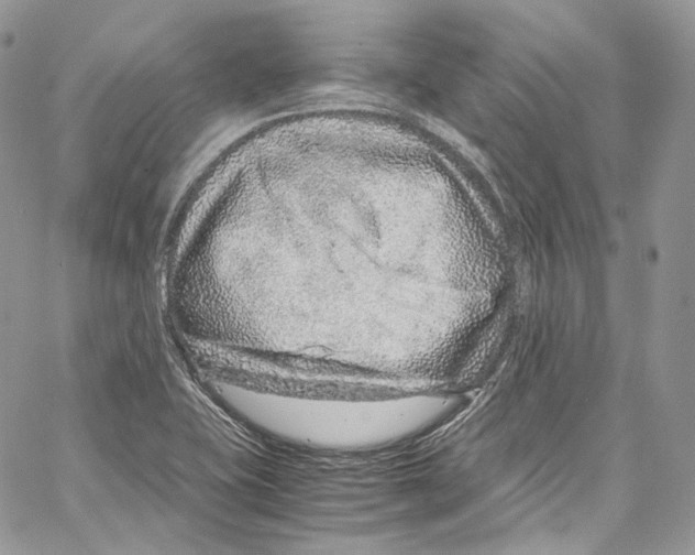 X0000067001415200604241352