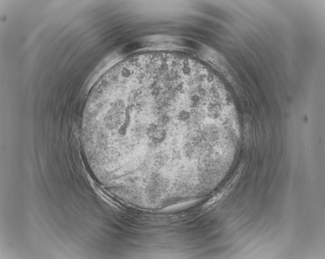 X0000067001425200604241353