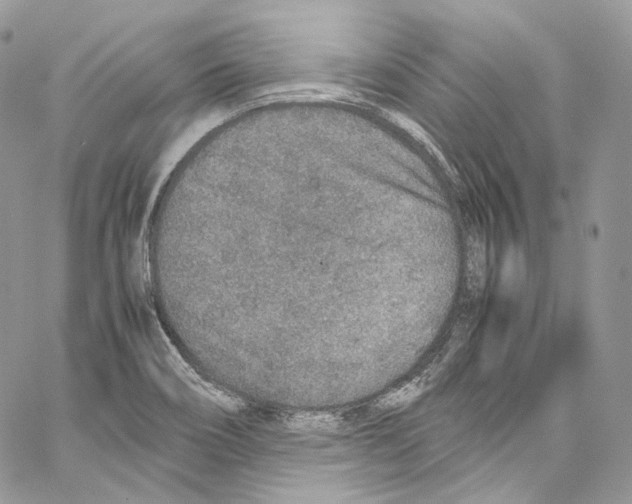 X0000067001466200604241352