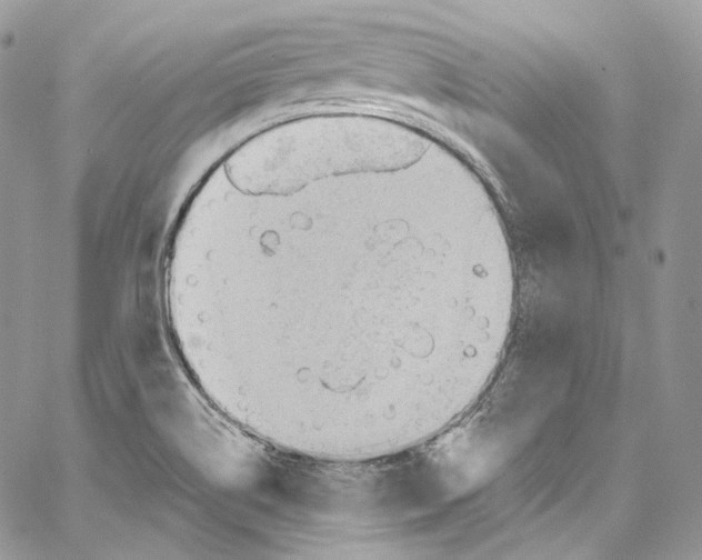 X0000067001514200604241351