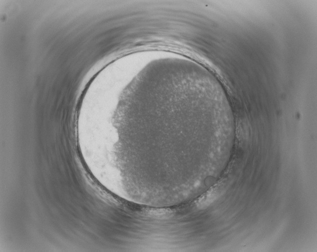 X0000067001522200604241351