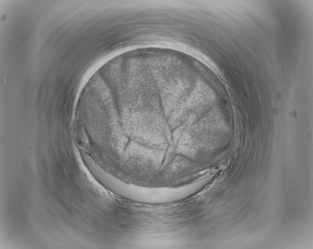 X0000067001536200604241351