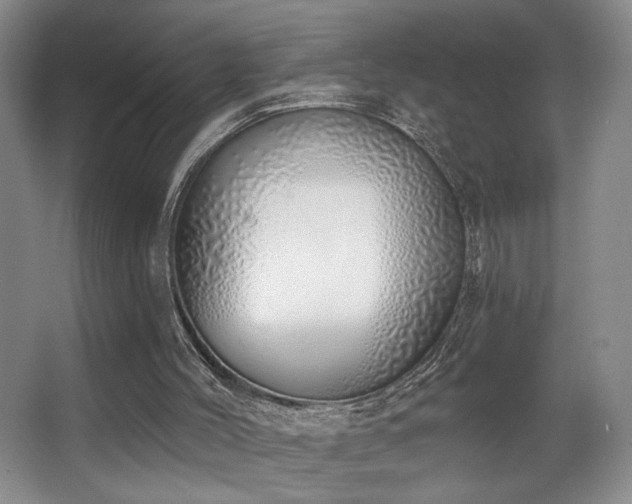 X0000067330004200603311112