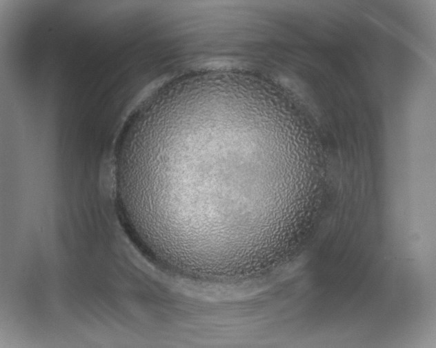 X0000067330016200603311112