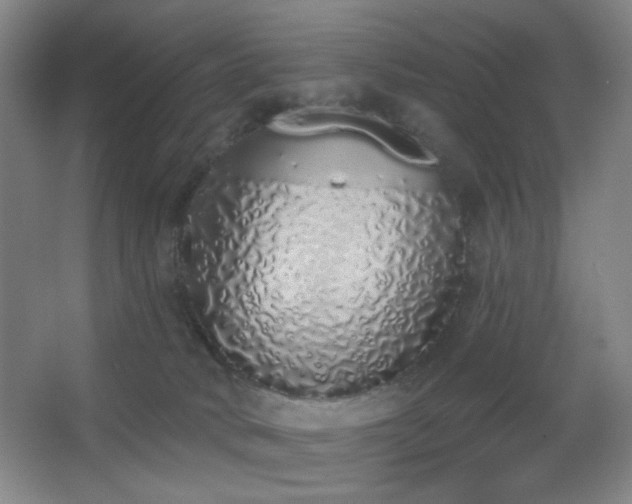 X0000067330034200603311112