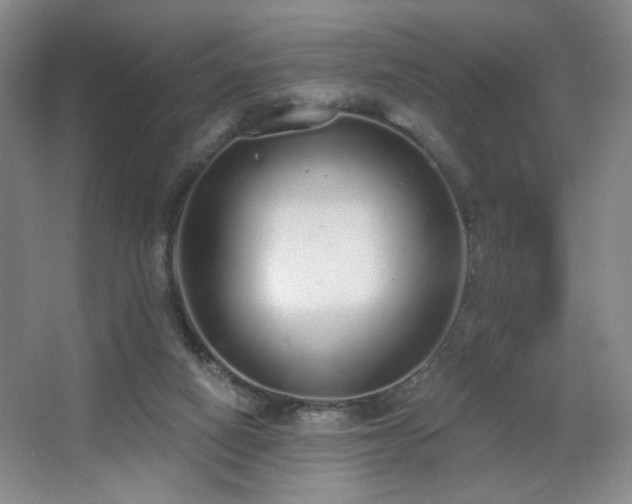 X0000067330066200603311111