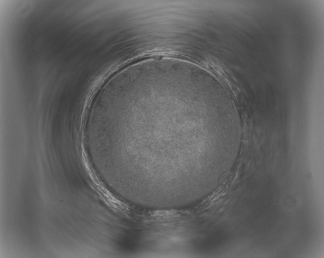 X0000067330145200603311109