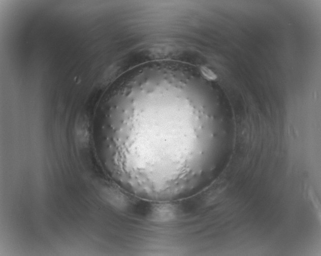 X0000067330226200603311108