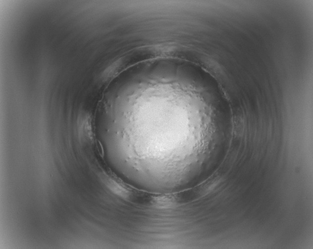 X0000067330238200603311108