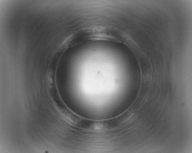 X0000067330264200603311107