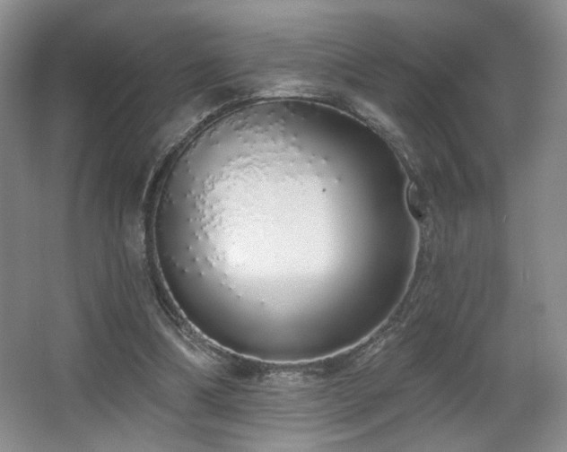 X0000067330298200603311107