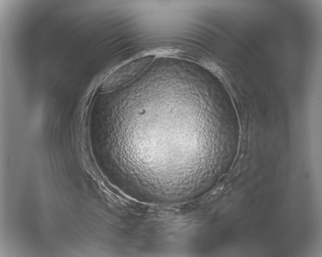 X0000067330337200603311106