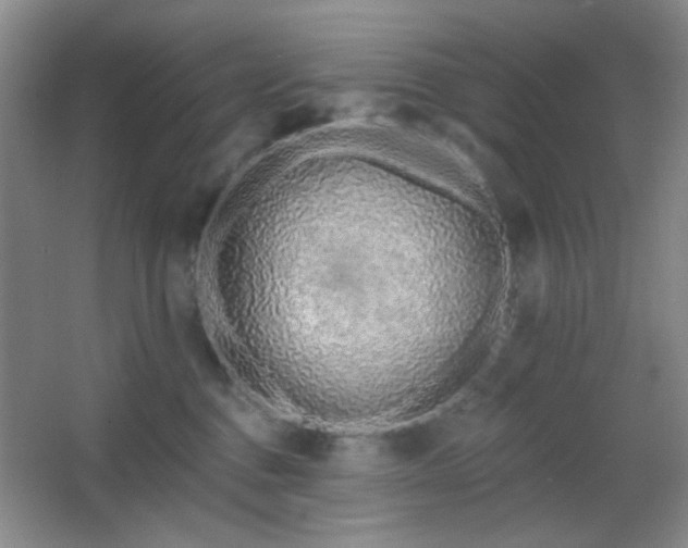 X0000067330376200603311106
