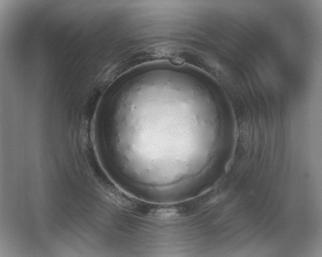 X0000067330554200603311103