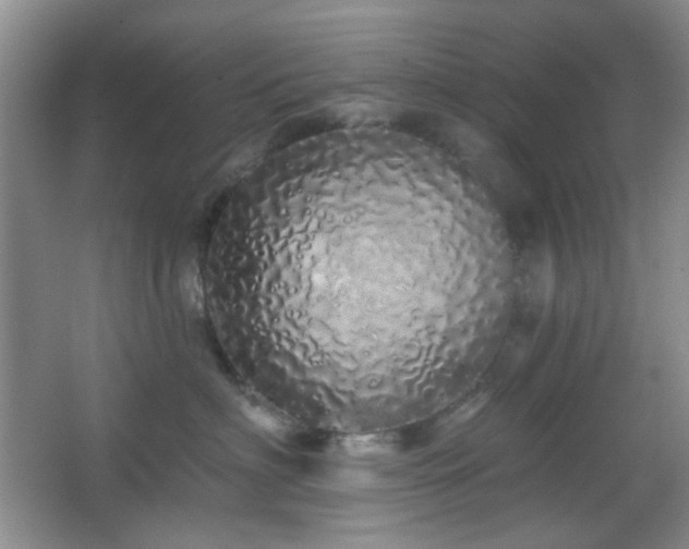 X0000067330622200603311101