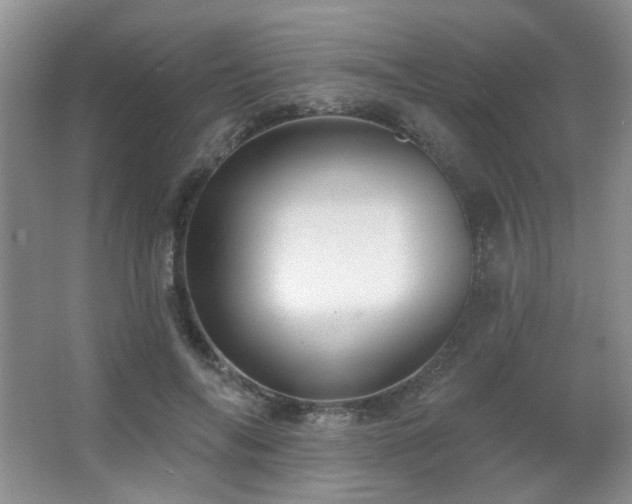 X0000067330694200603311100