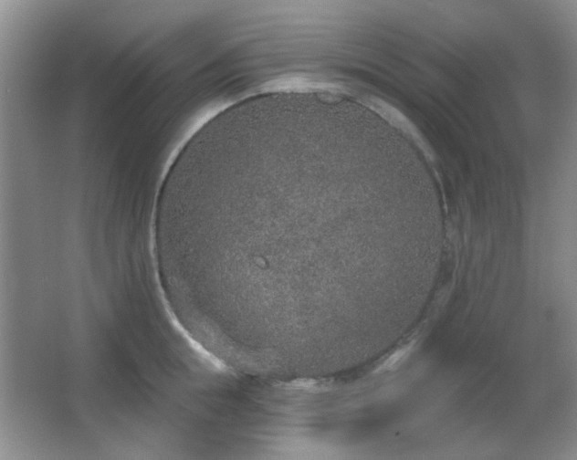 X0000067330855200603311058