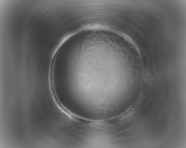 X0000067330863200603311058