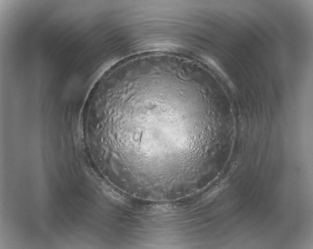 X0000067330883200603311057