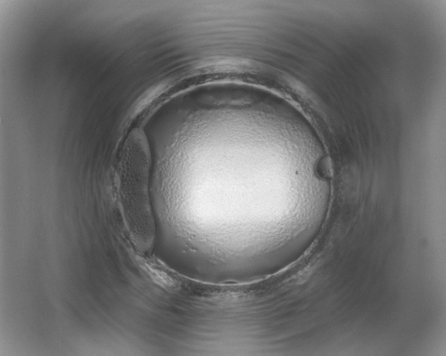 X0000067330970200603311056