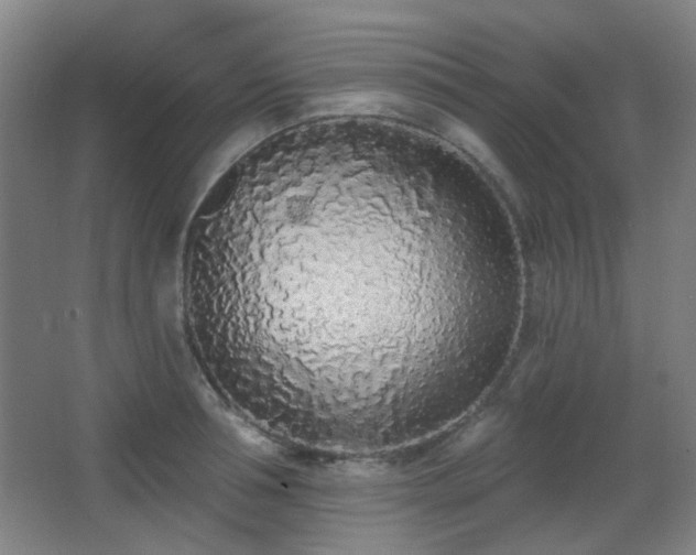 X0000067330994200603311055