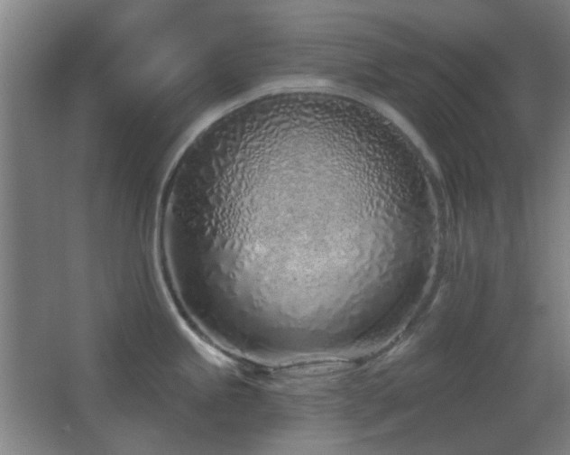 X0000067331245200603311052