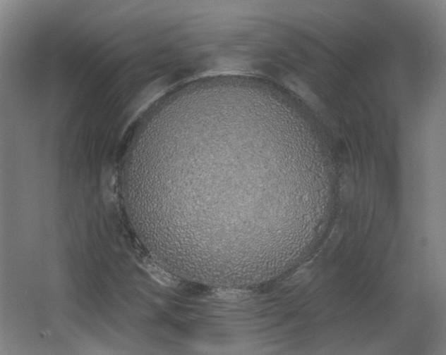 X0000067331258200603311051